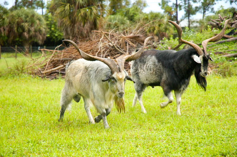 goodness-gracious-acres-the-spanish-goat